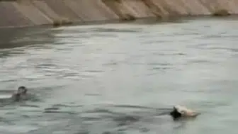 Diyarbakır Eğil'de kanala düşen hayvanı kurtarmak için suya girdi