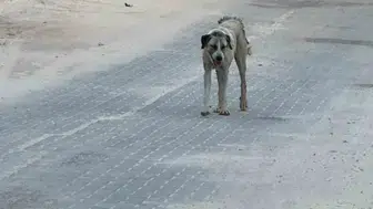Şanlıurfa Halfeti’de küçük çocuğa sokak köpeği saldırdı