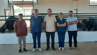 İtalyan kökenli mandalar Diyarbakır’da çoğaltılıyor: Hedef yetiştiriciye ulaşmak