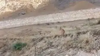 Palu Kalesi çevresinde nadir görülen dağ keçileri görüntülendi