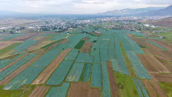 Muş Ovası'nda lahana bereketi 165 milyon liralık gelir kapısı açtı