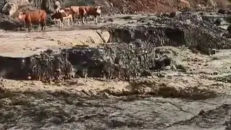 Elazığ'da sağanak yağış nedeniyle inekler arazide mahsur kaldı