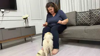 Aydın'dan alınan köpek Mardinli ailenin kabusu oldu