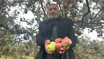 Van'da bir ağaçta hem kırmızı hem yeşil elma