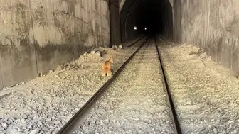 Elazığ'da tren yoluna giren dağ keçileri kaza kurbanı oldu