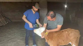 Cizre'de büyükbaş hayvanlar için sağlık ve kayıt seferberliği başladı