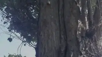 Elazığ'da sincapların ceviz mesaisi izleyenleri gülümseten anlara sahne oldu