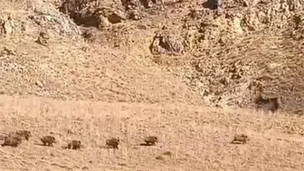 Van Özalp'te yaban domuzu sürüsü yerleşim yerine kadar indi