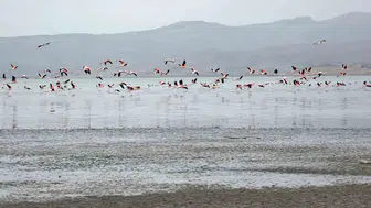 Van Gölü havzasında allı turnaların görsel şöleni
