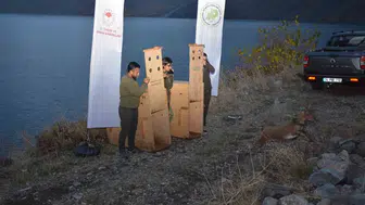 Nemrut Kalderası Milli Parkı’na iki yaban keçisi bırakıldı