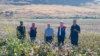 Cizre ovasında beyaz altın hasadı hareketliliği başladı