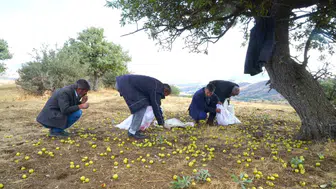 Muş Bilek köyünde 110 bin ahlat ağacında bereketli hasat dönemi