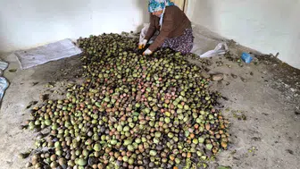 Sason ilçesinde ceviz hasadı dönemi hareketliliği başladı