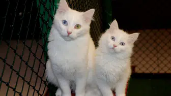 Van Kedi Villası’nda yavru mesaisi bitti, sahiplendirme başladı