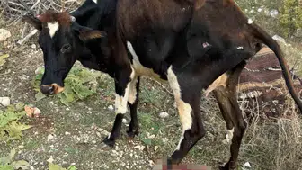 Gercüş yolunda pikap ile inek çarpıştı