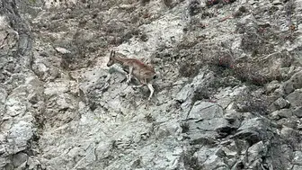 Tunceli Ovacık yolunda nadir görülen dağ keçisi kameraya yansıdı