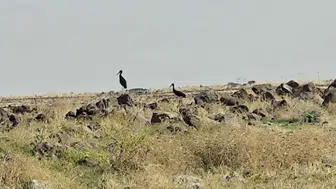 Diyarbakır semalarında leylek göçü başladı ve kara leylekler sürpriz yaptı