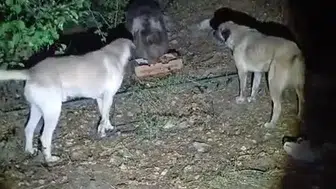 Tunceli'de kamp alanına giren ayı köpeklerin havlamasına aldırış etmedi