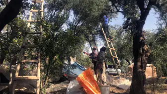 Mardin Derik zeytininde hasat dönemi başladı