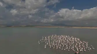 Arin Gölü flamingoları bu yıl her zamankinden daha geç karşıladı