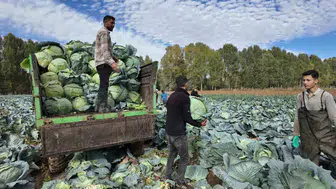Erciş'in tescilli lahanasında hasat dönemi başladı