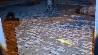 Tunceli'de yaban domuzu dehşeti vatandaşın bahçesine kadar girdi