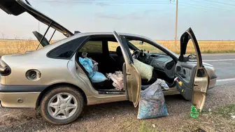 Şanlıurfa'da TİGEM bahçesinden fıstık çalan 4 kişi suçüstü yakalandı
