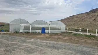Cizre'de devlet destekli seralar tarımsal üretimi güçlendiriyor