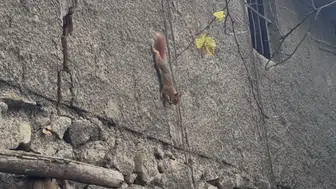 Bingöl'de bir evin bahçesinde insanlardan korkmayan sincap görüntülendi