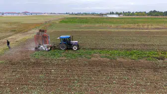 Muş Ovası'nda şeker pancarı hasadı ekonomiye dev katkı sağlıyor