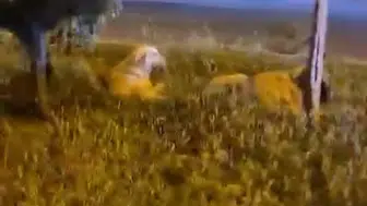 Batman'da köpekleri öven vatandaşa canlı yayında saldırı şoku