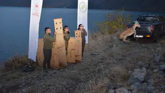 Bitlis'te yaban hayvanları yeniden doğal ortamlarına bırakıldı