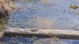 Yüksekova'da kuruyan derelerdeki binlerce balık için seferberlik başlatıldı