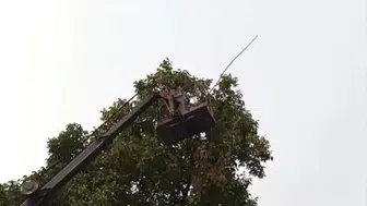 Hakkari Doski Vadisi'nde asırlık ceviz ağaçları için vinçli çözüm