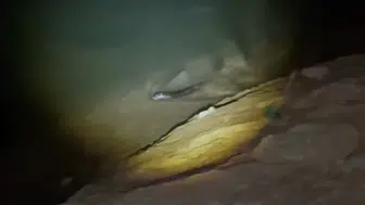 Keban Baraj Gölü'nde gece avlanan su samuru kameraya yansıdı