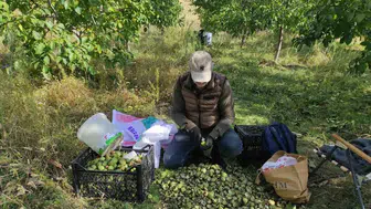Sason'da ceviz hasadı başladı