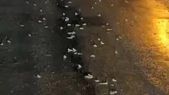 Bingöl'de yoğun yağış sonrası kurbağalar kara yoluna akın etti