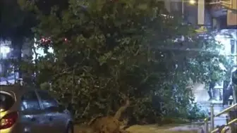 Siirt'te etkili olan şiddetli fırtına ağaçları devirdi