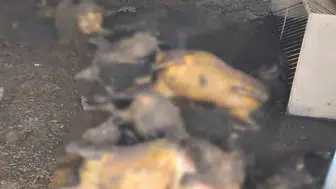 Tunceli'de ahır yangını faciası 200 hayvan telef oldu
