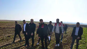 Bulanık ilçesinde şeker pancarı hasadı başladı