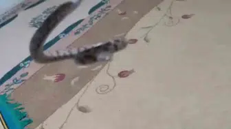 Gercüşlü vatandaş evine giren yılan ve akrebi doğaya geri bıraktı