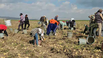 Adilcevaz patates tarlalarında mevsimlik işçilerin zorlu ekmek mücadelesi