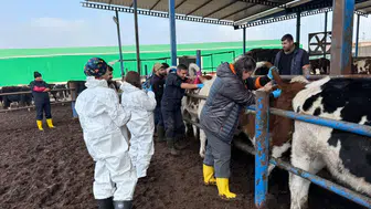 Diyarbakır'da bilimsel çalışma meyvesini verdi: Dişi buzağılar çiftçinin yüzünü güldürdü