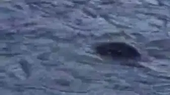 Diyarbakır'da su samuru Dicle Nehri'nde avlanırken görüntülendi