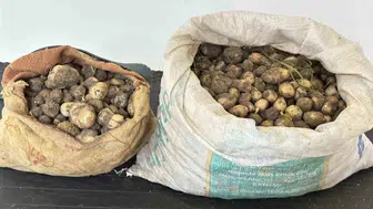Tunceli'de izinsiz salep soğanı toplayan üç kişiye dev ceza