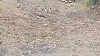 Tunceli kırsalında nadir görülen vaşak kameraya yansıdı