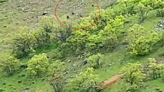 Tunceli kırsalında 10 ayılık dev sürü kameraya takıldı
