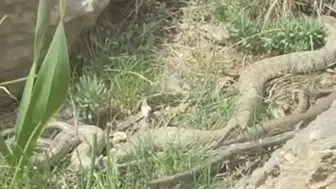 Hakkari yaylalarında iki metrelik dev engerek sürprizi