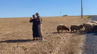Harran ovasında kaybolan sürüyü jandarma ekipleri arazide buldu