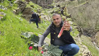 Bitlis dağlarında yayla muzu mesaisi başladı